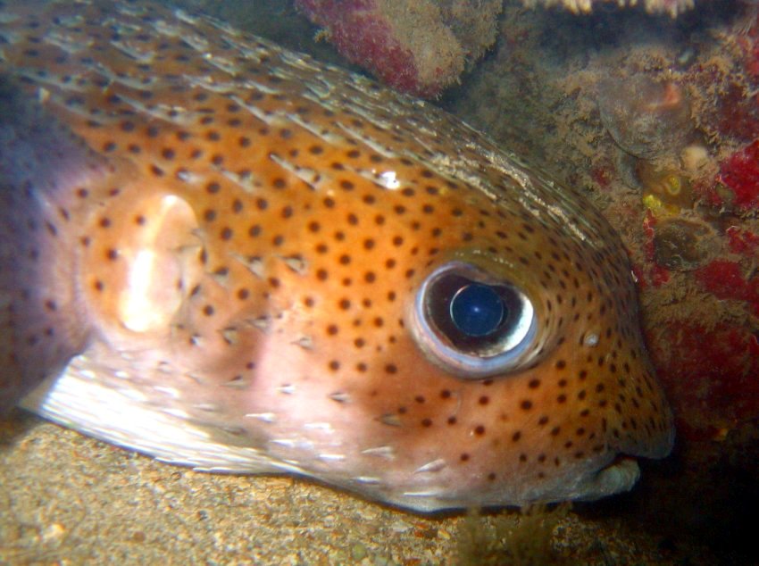 Porcupinefish - Diodon hystrix