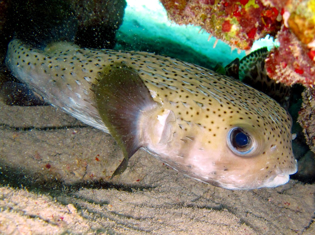 Porcupinefish - Diodon hystrix