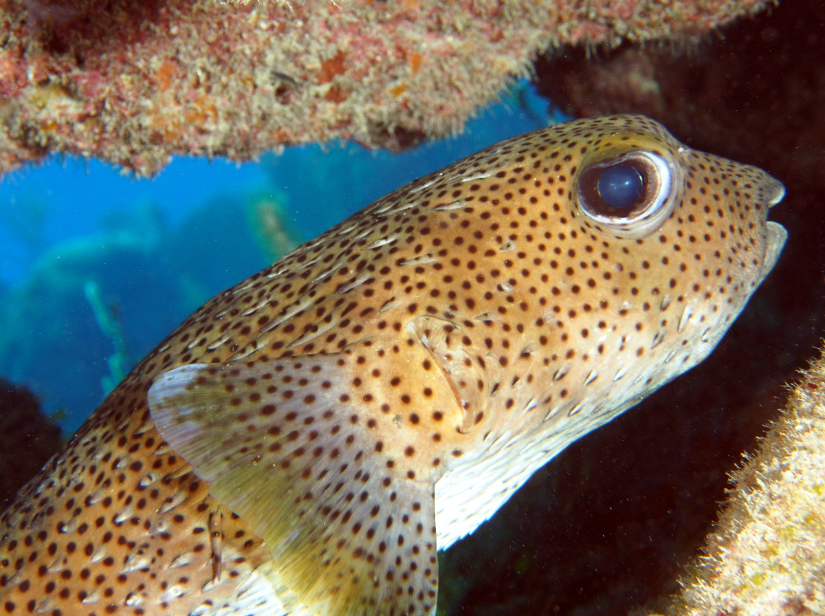 Porcupinefish - Diodon hystrix