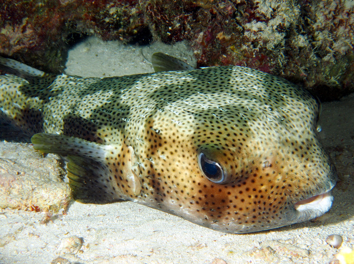 Porcupinefish - Diodon hystrix