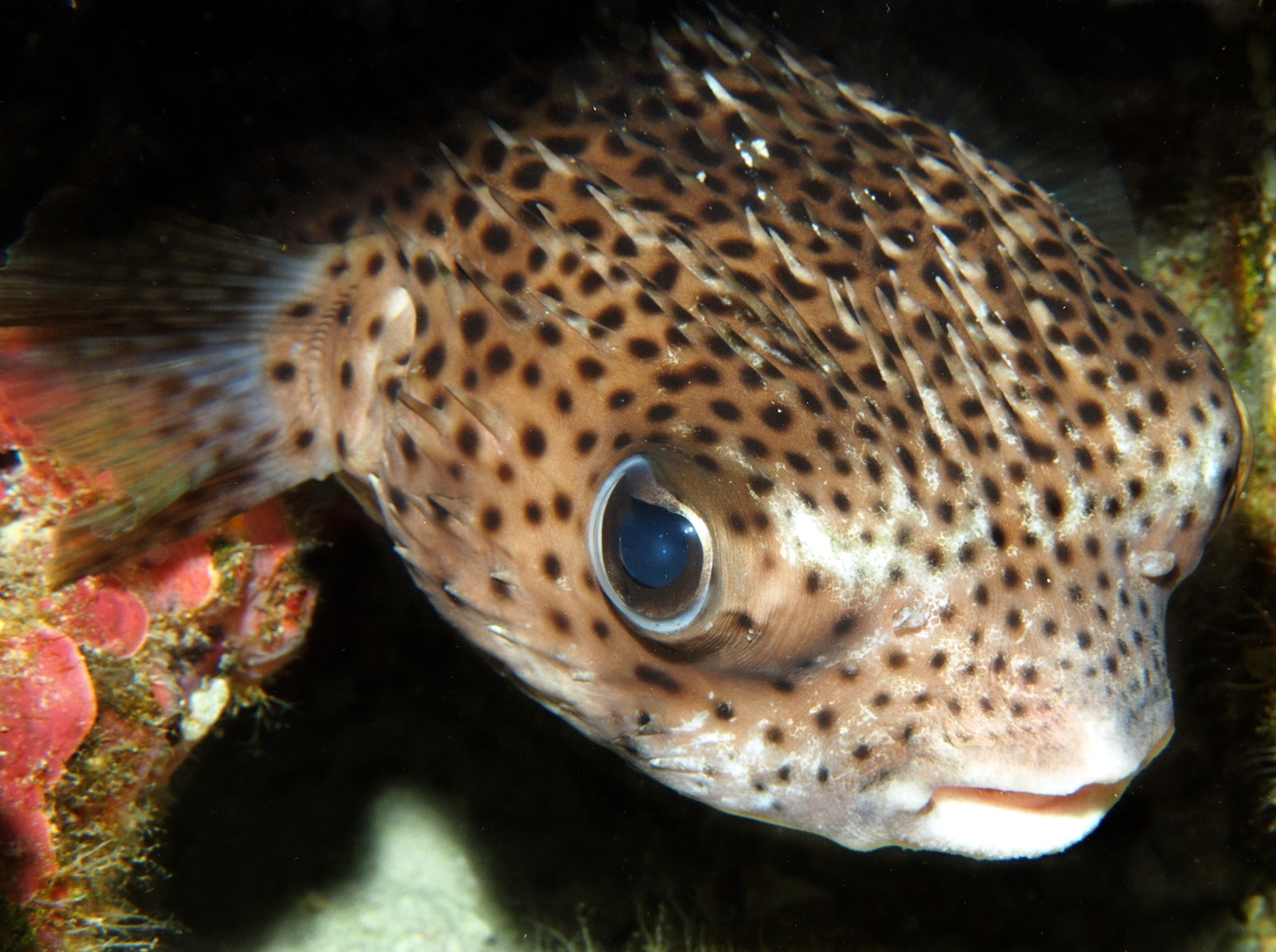 Porcupinefish - Diodon hystrix