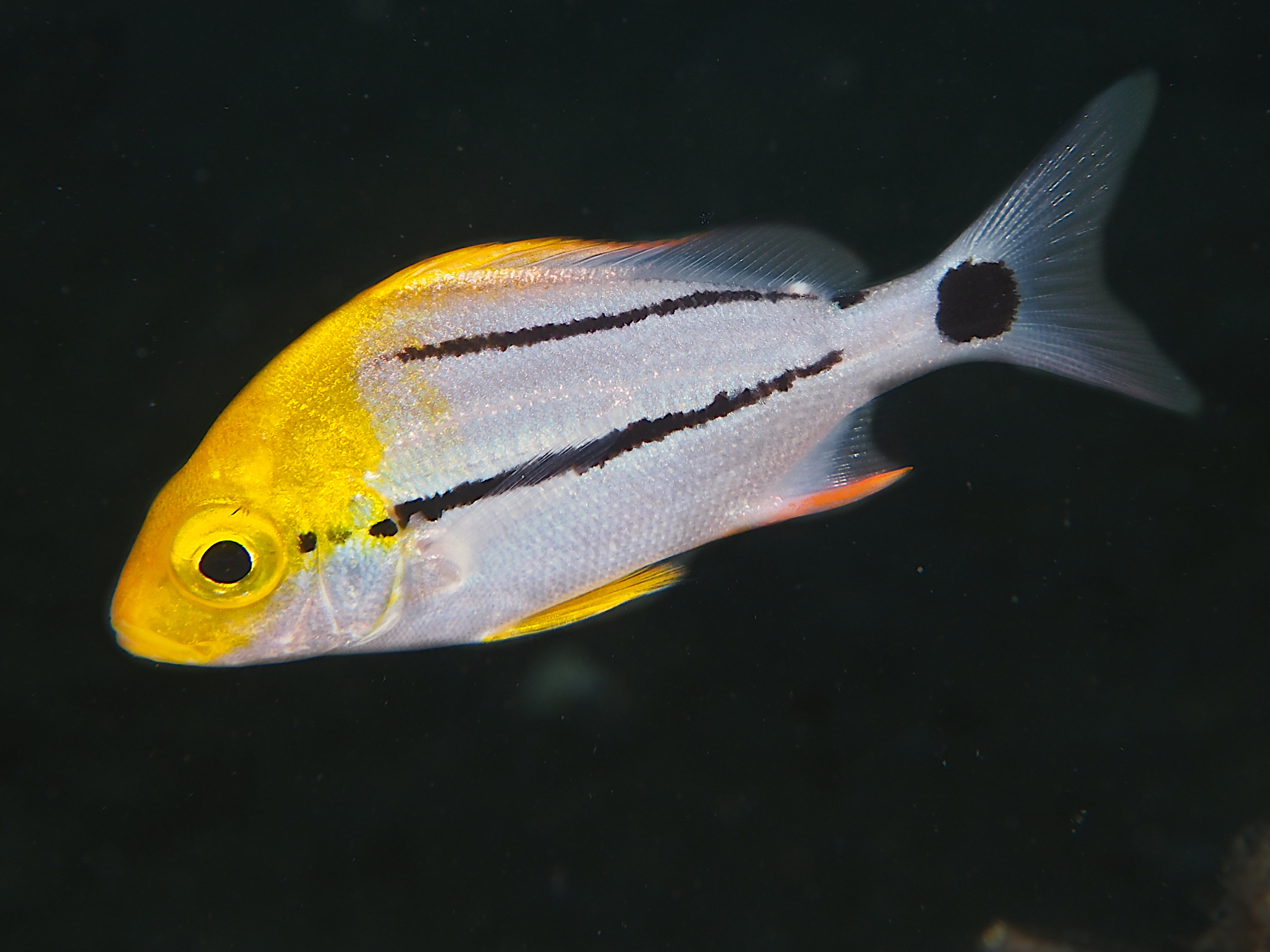 Porkfish - Anisotremus virginicus