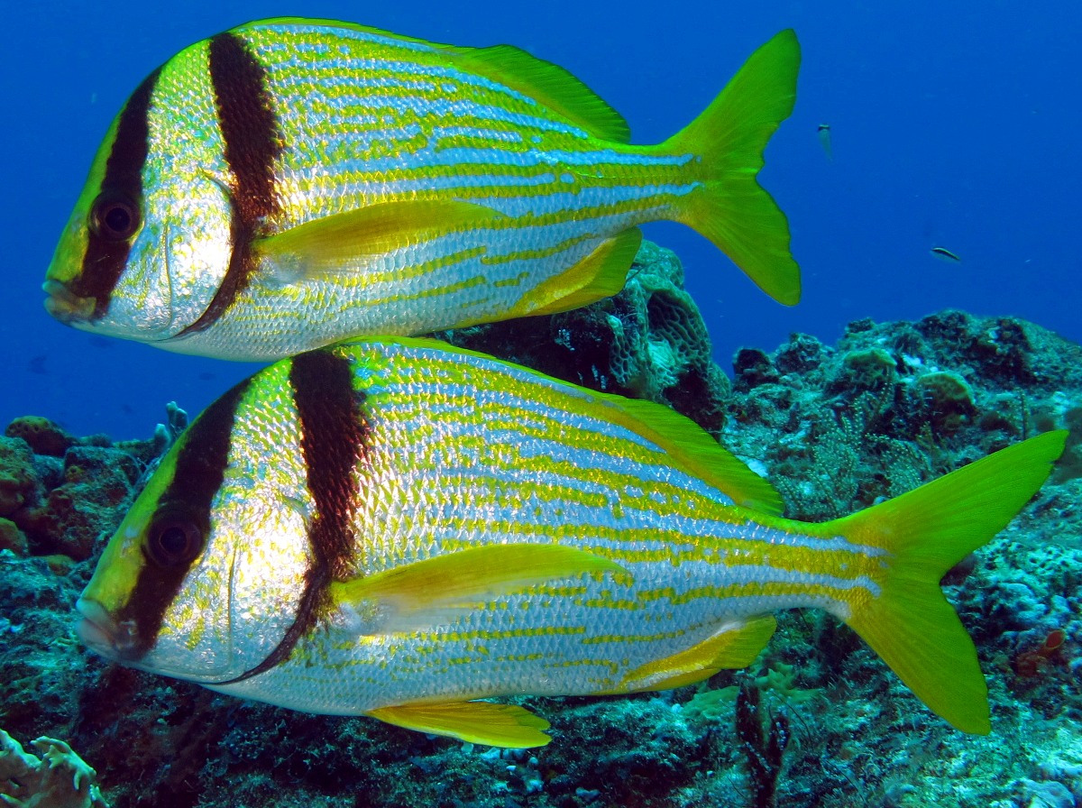 Porkfish - Anisotremus virginicus