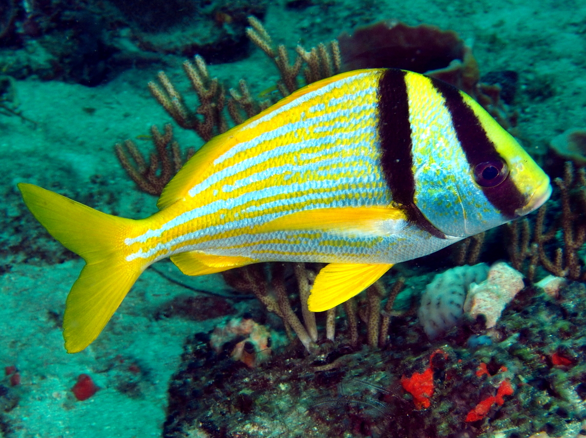 Porkfish - Anisotremus virginicus