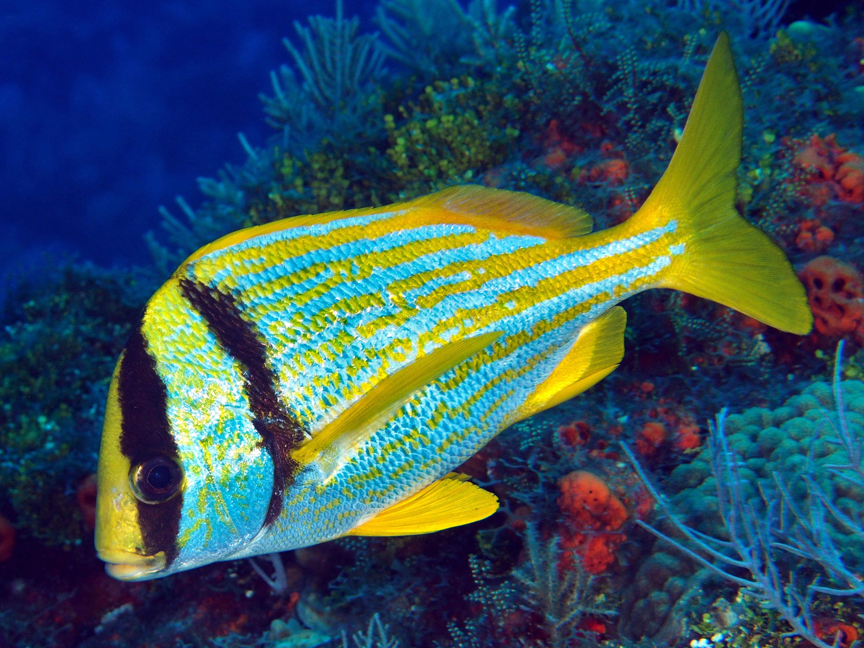 Porkfish - Anisotremus virginicus