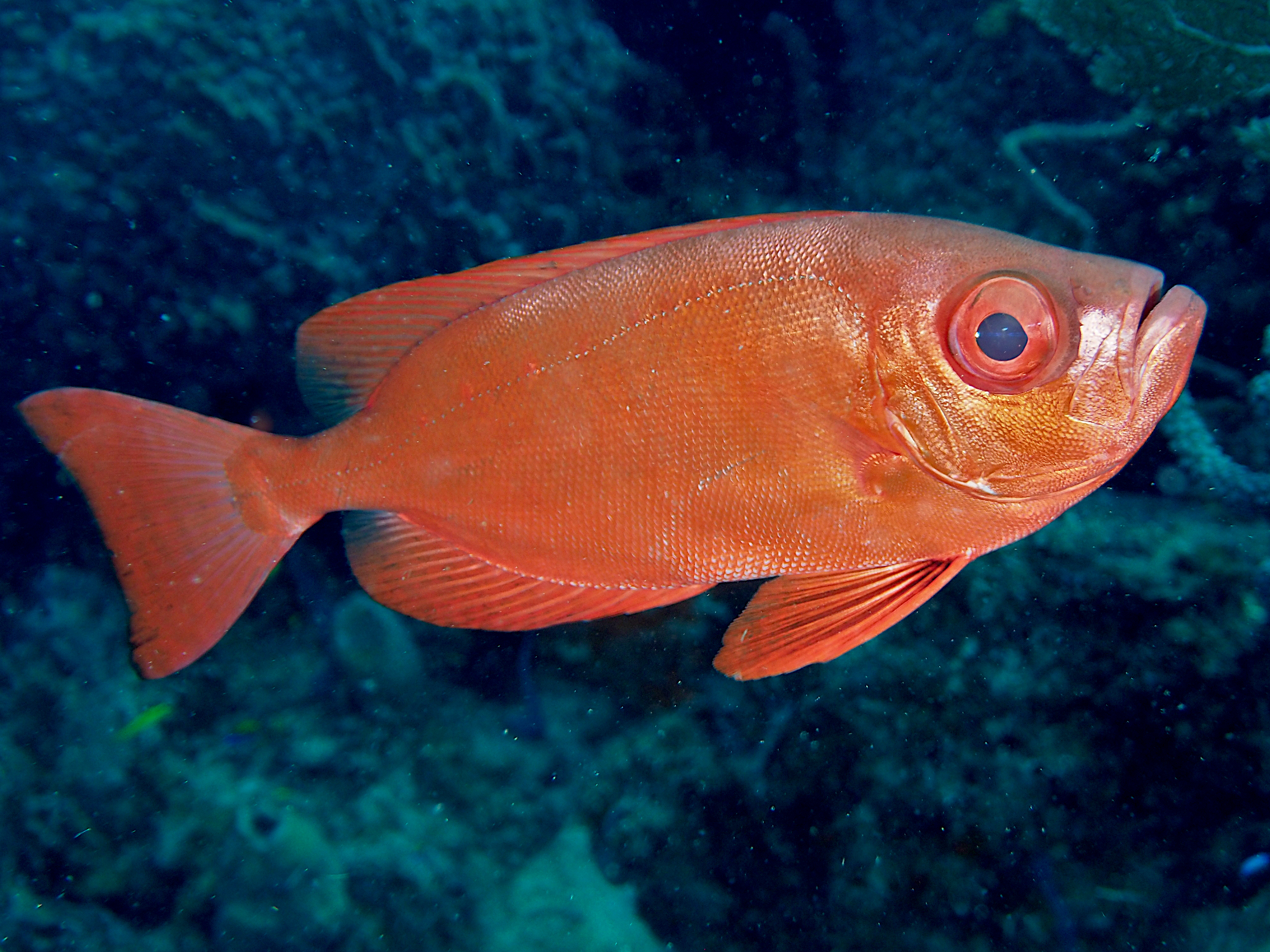 Atlantic Bigeye - Priacanthus arenatus - Palm Beach, Florida