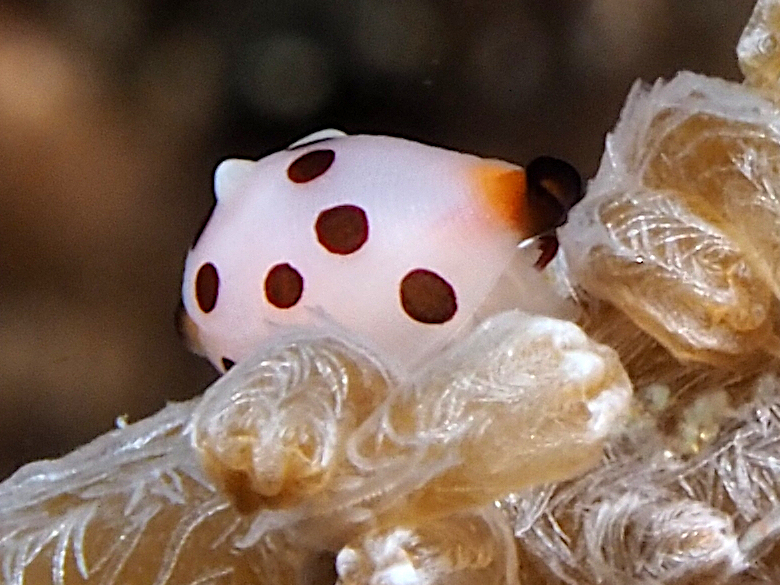 Rosewater's Egg Cowry - Primovula rosewateri
