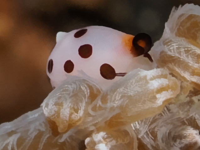 Rosewater's Egg Cowry - Primovula rosewateri