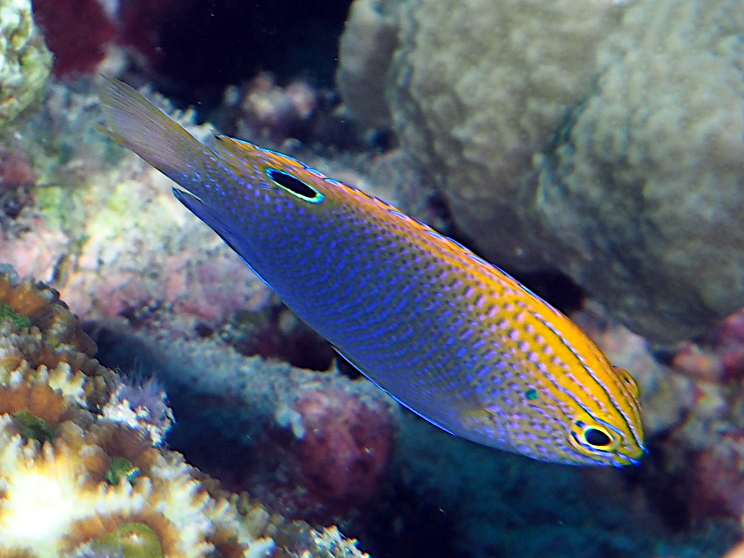 Princess Damsel - Pomacentrus vaiuli