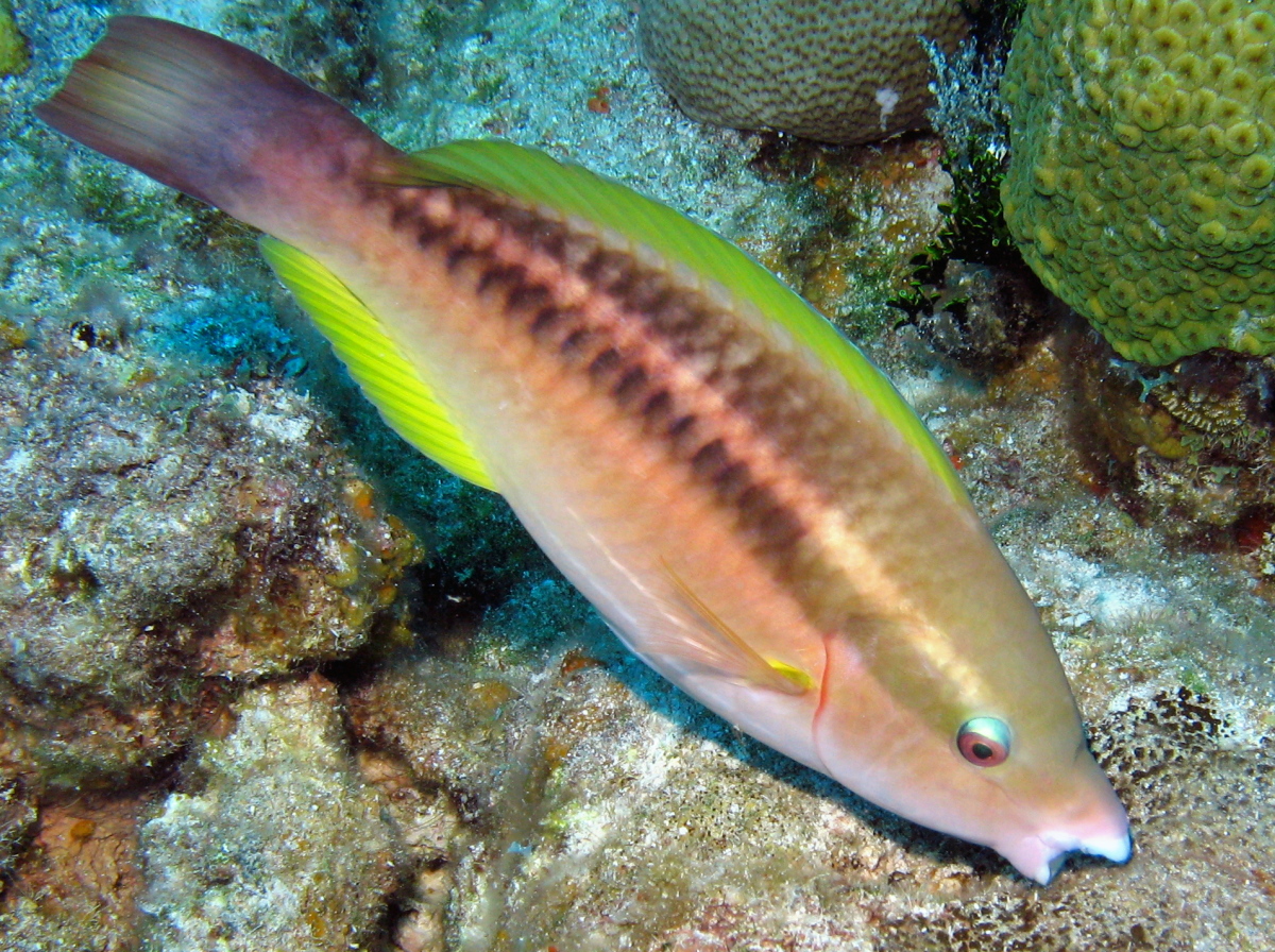 Princess Parrotfish - Scarus taeniopterus