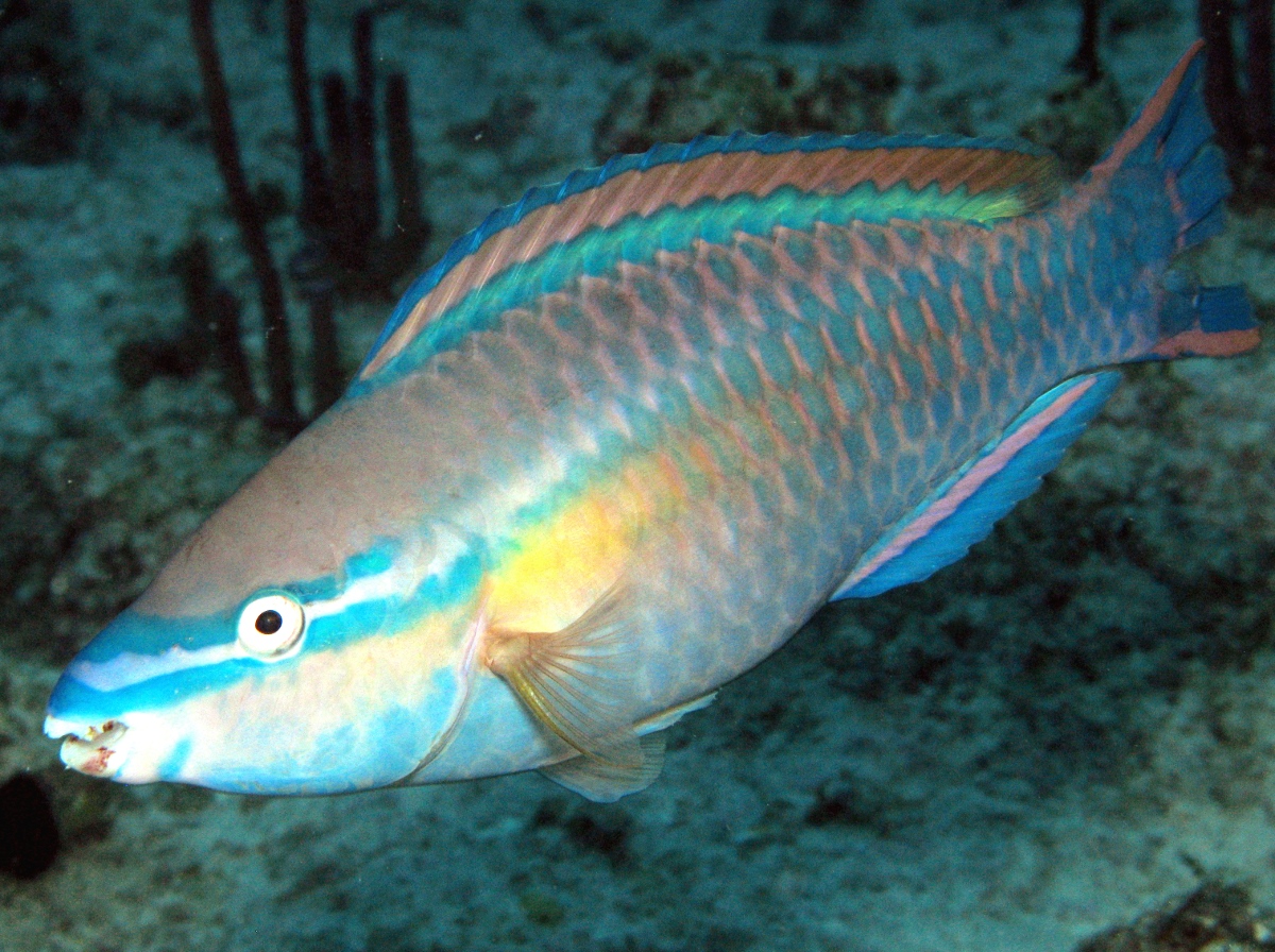 Princess Parrotfish - Scarus taeniopterus