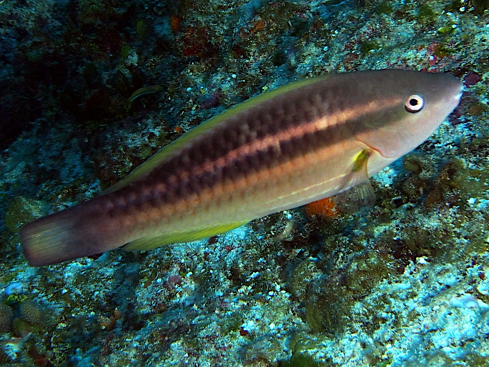 Princess Parrotfish - Scarus taeniopterus