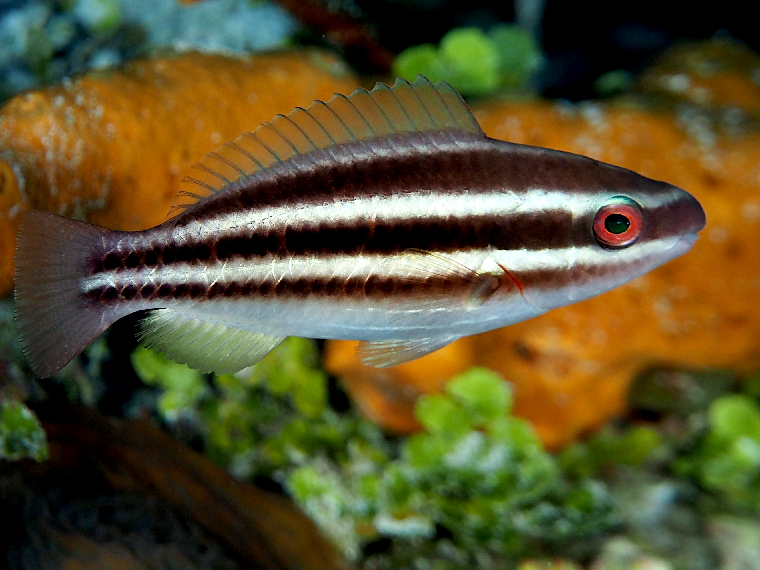 Princess Parrotfish - Scarus taeniopterus
