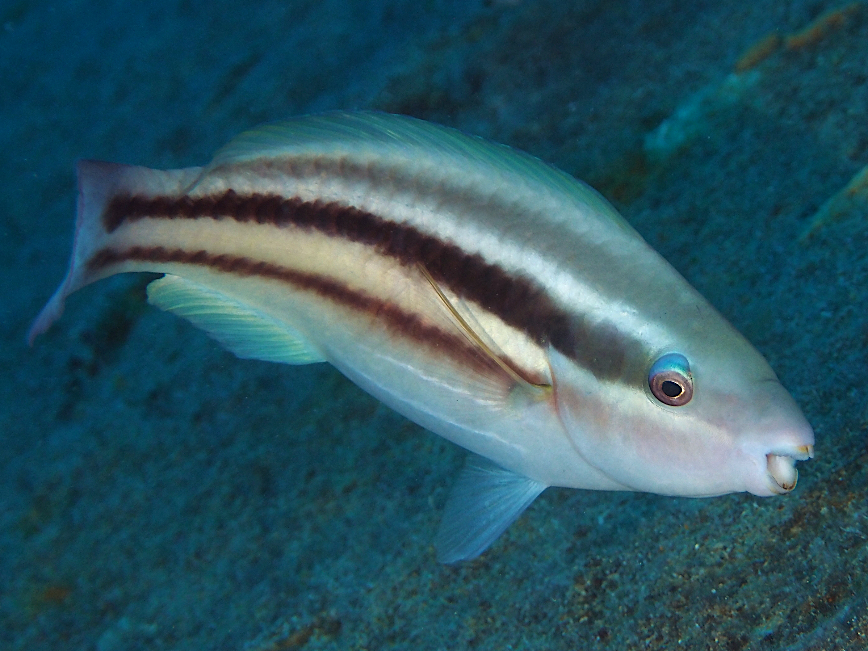 Princess Parrotfish - Scarus taeniopterus