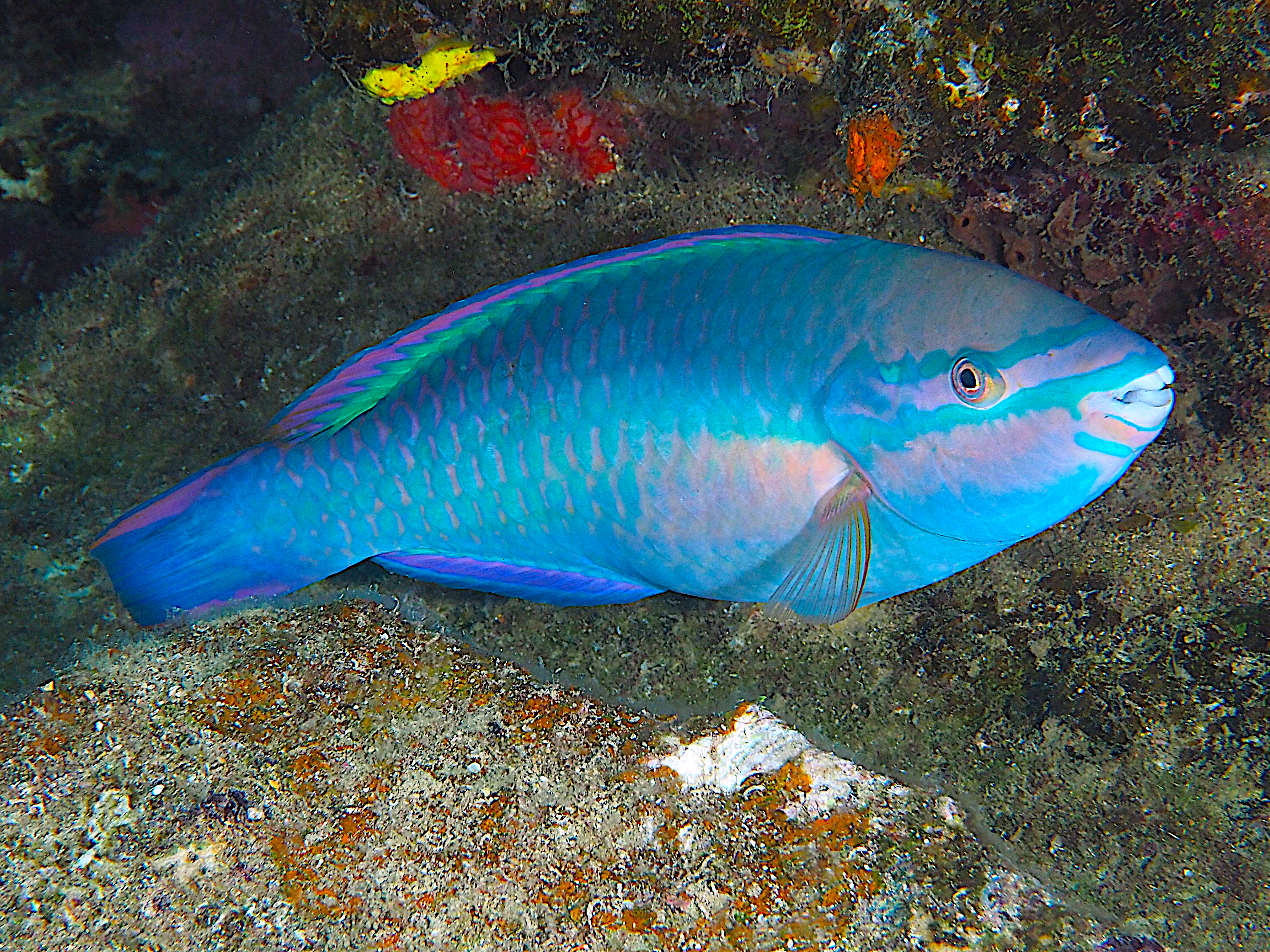 Princess Parrotfish - Scarus taeniopterus