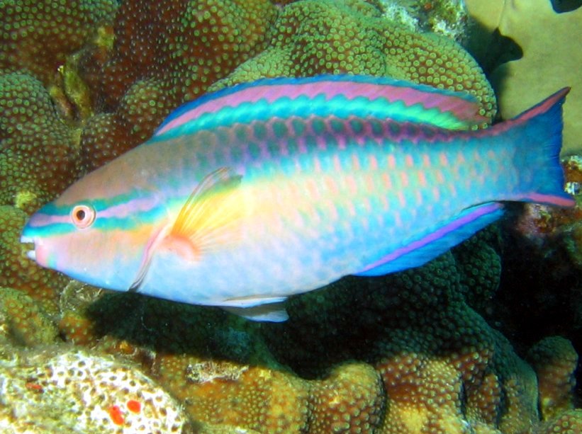 Princess Parrotfish - Scarus taeniopterus