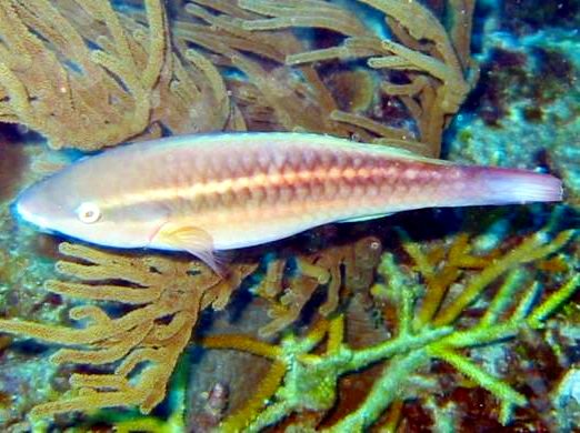 Princess Parrotfish - Scarus taeniopterus