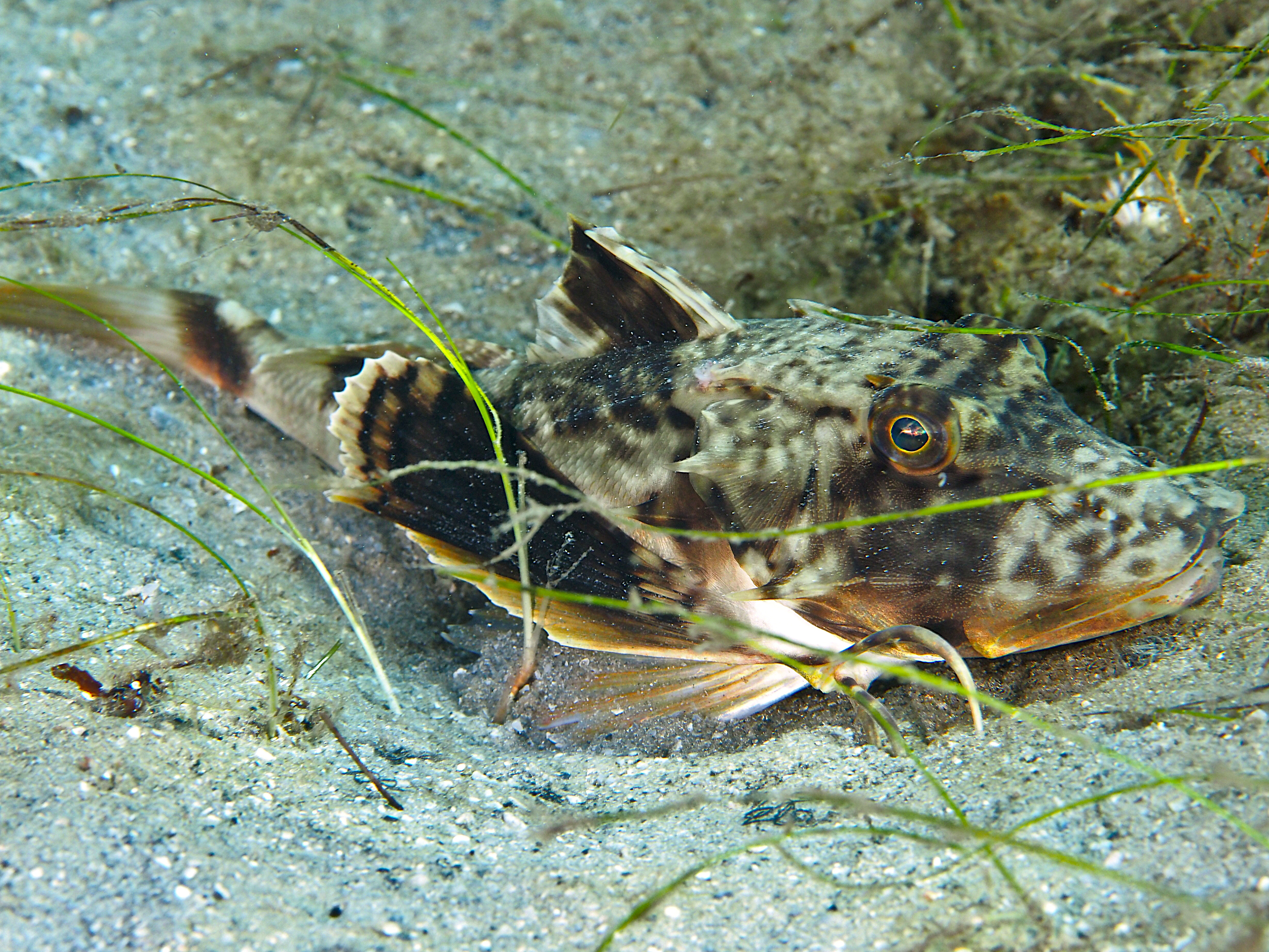 Bighead Searobin - Prionotus tribulus