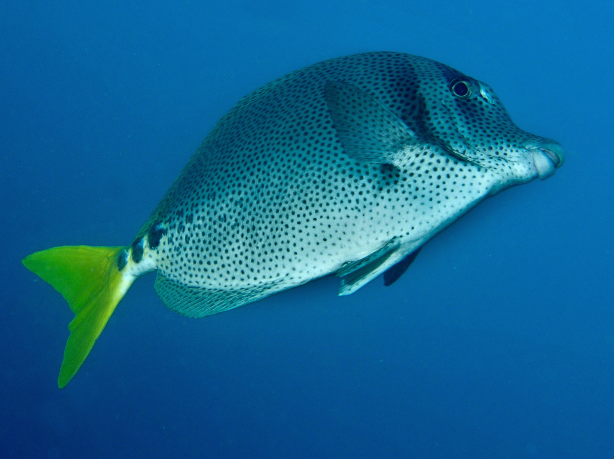 Yellowtail Surgeonfish - Prionurus punctatus