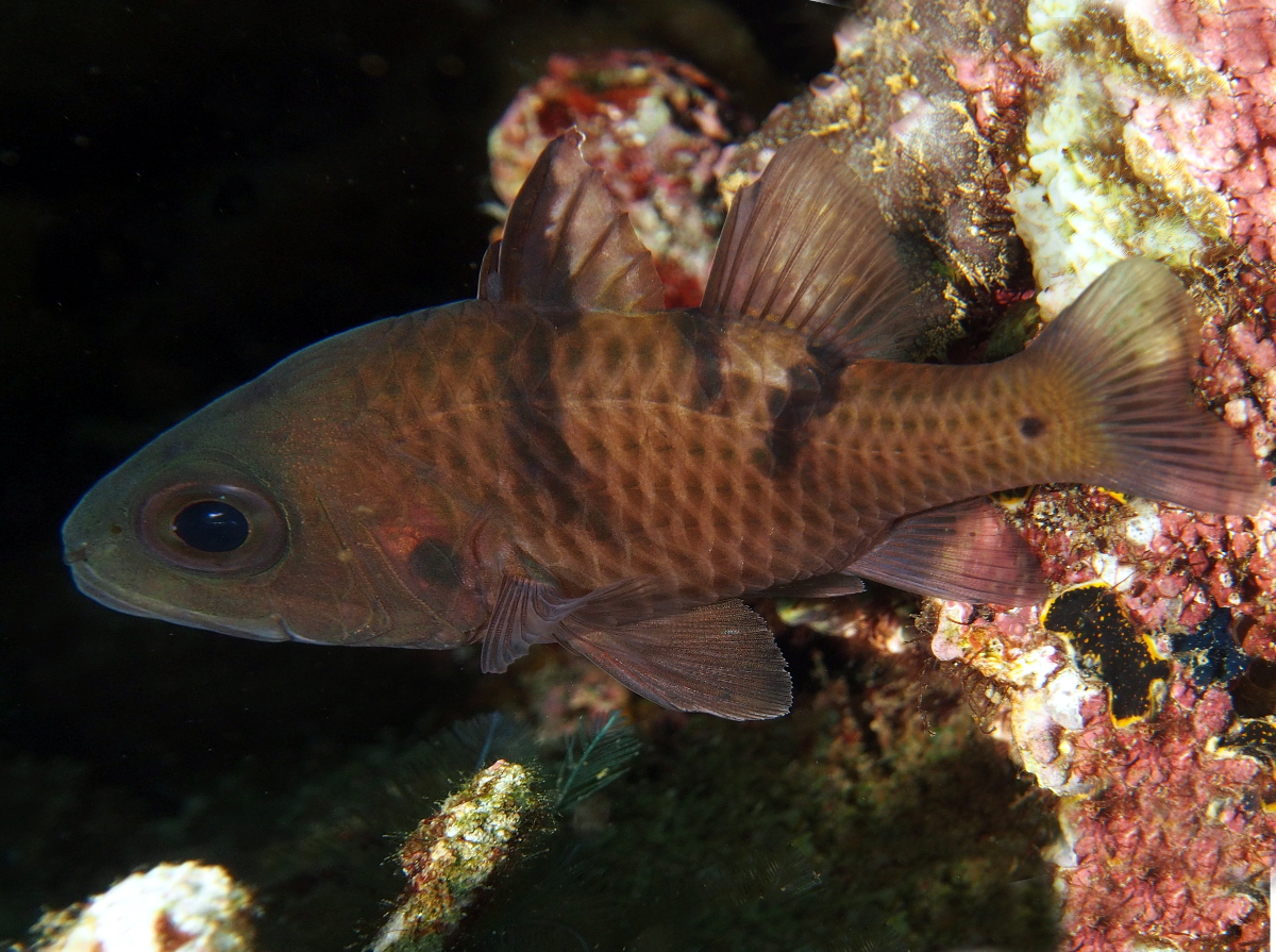 Three-Spot Cardinalfish - Pristicon trimaculatus - Anilao, Philippines
