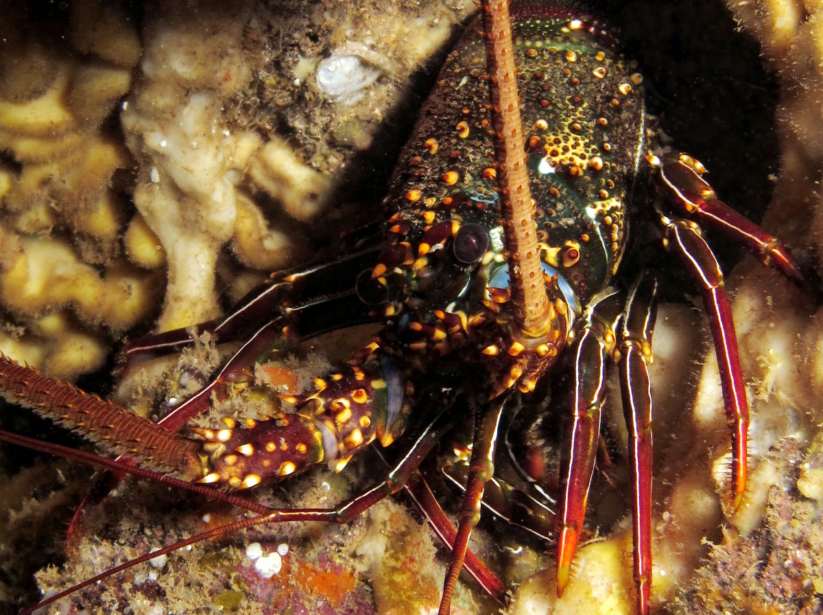 Pronghorn Spiny Lobster - Panulirus penicillatus