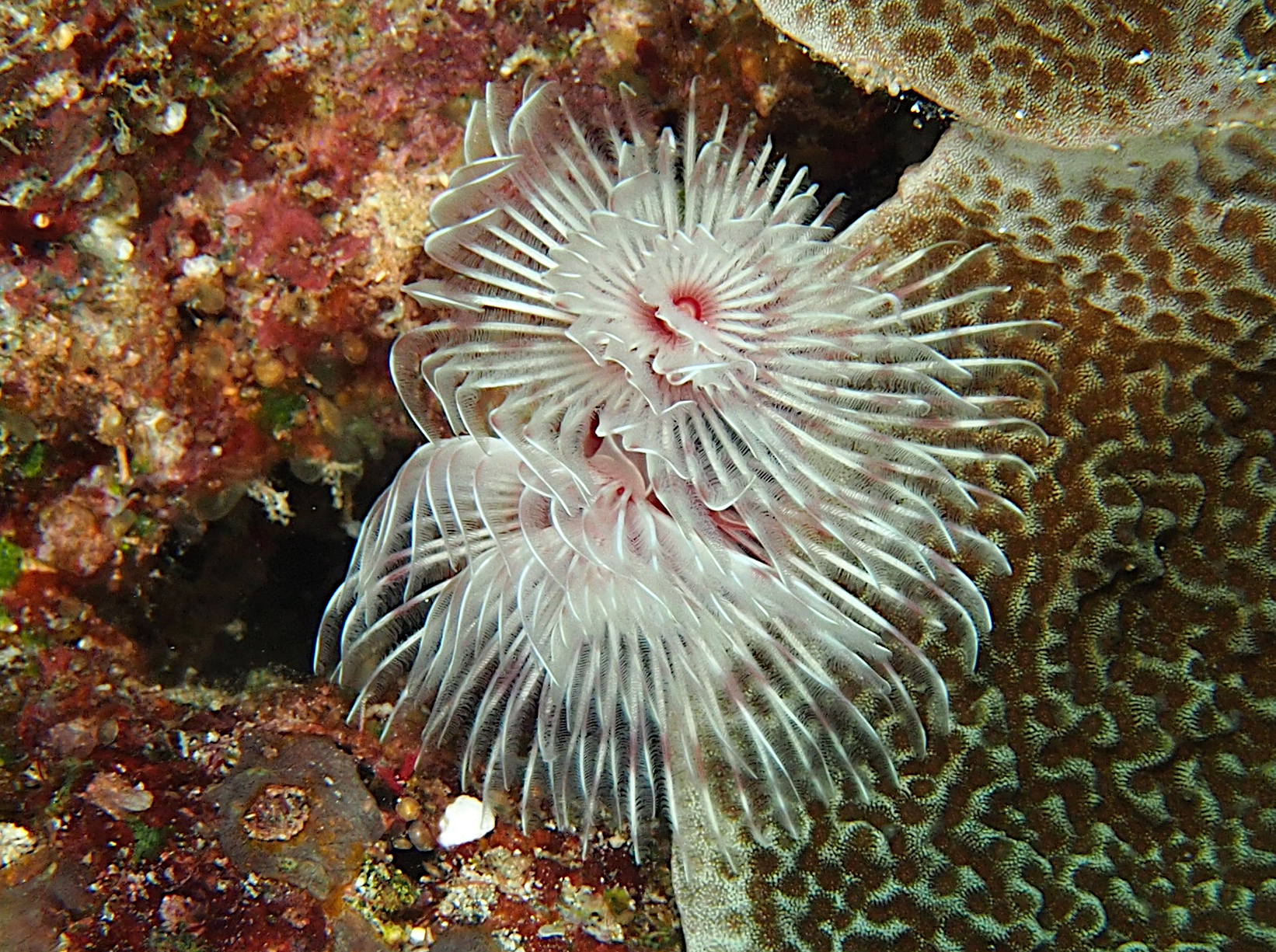 Magnificent Tube Worm - Protula bispiralis - Wakatobi, Indonesia