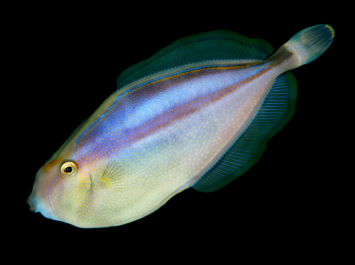 Rhino Filefish - Pseudalutarius nasicornis - Anilao, Philippines