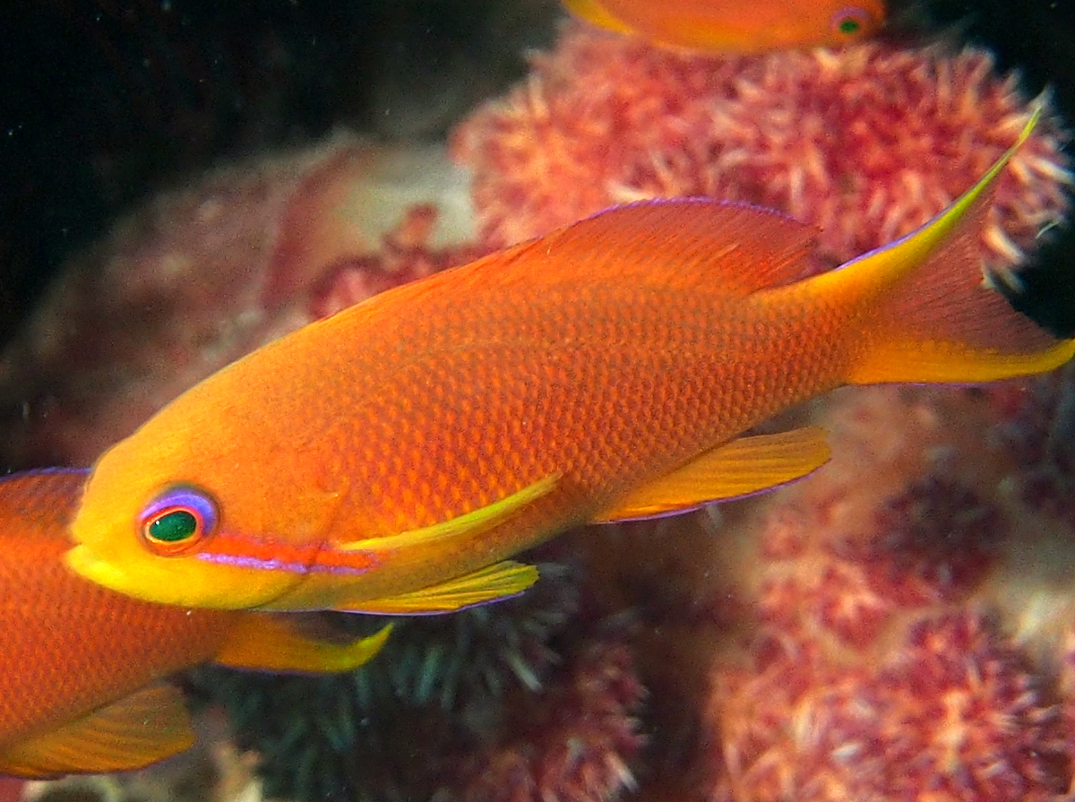 Scalefin Anthias - Pseudanthias squamipinnis