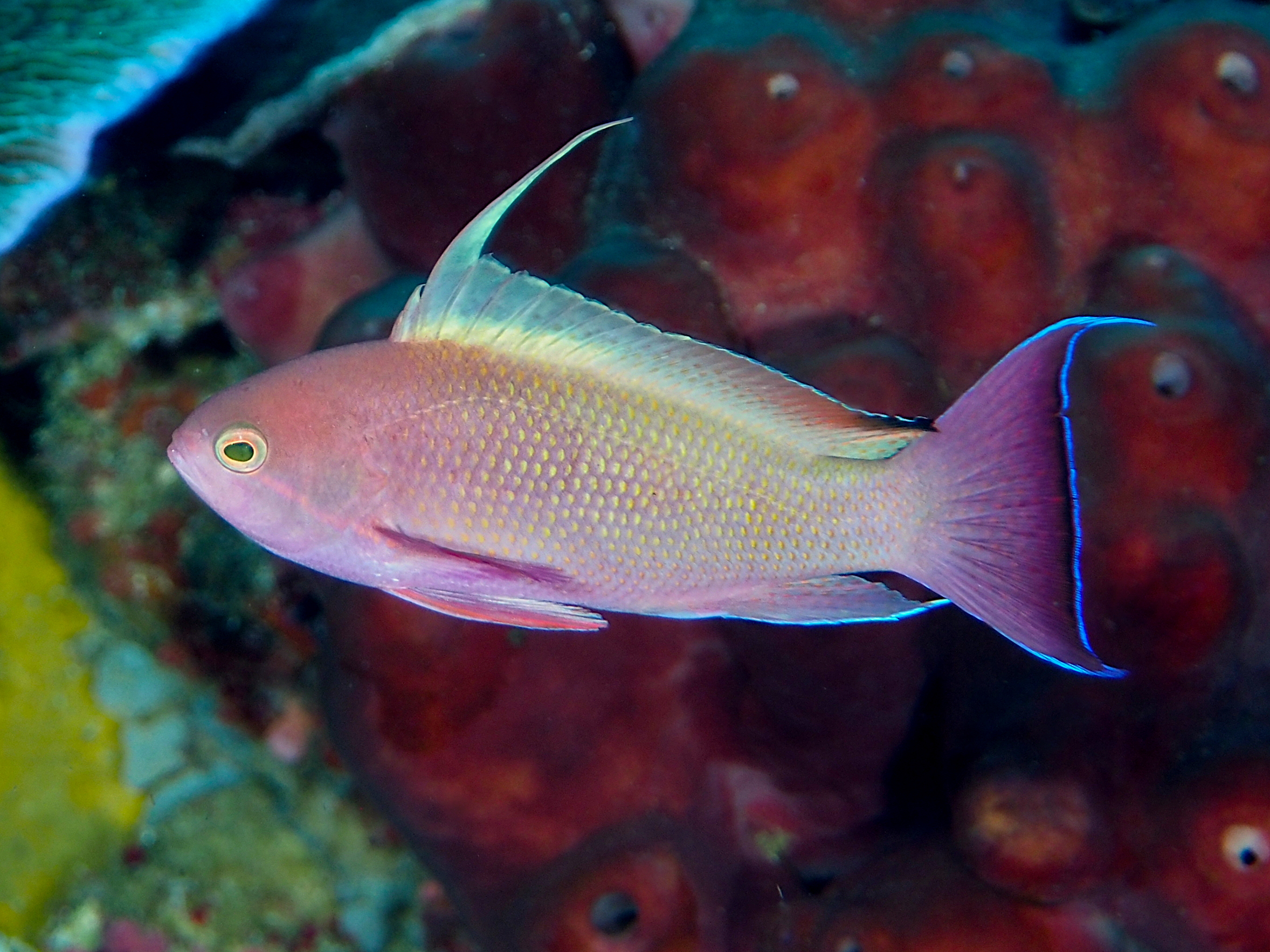 Lyretail Anthias - Pseudanthias squamipinnis