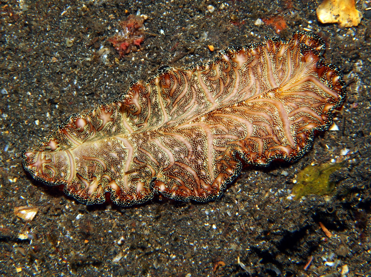 Persian Carpet Flatworm - Pseudobiceros bedfordi