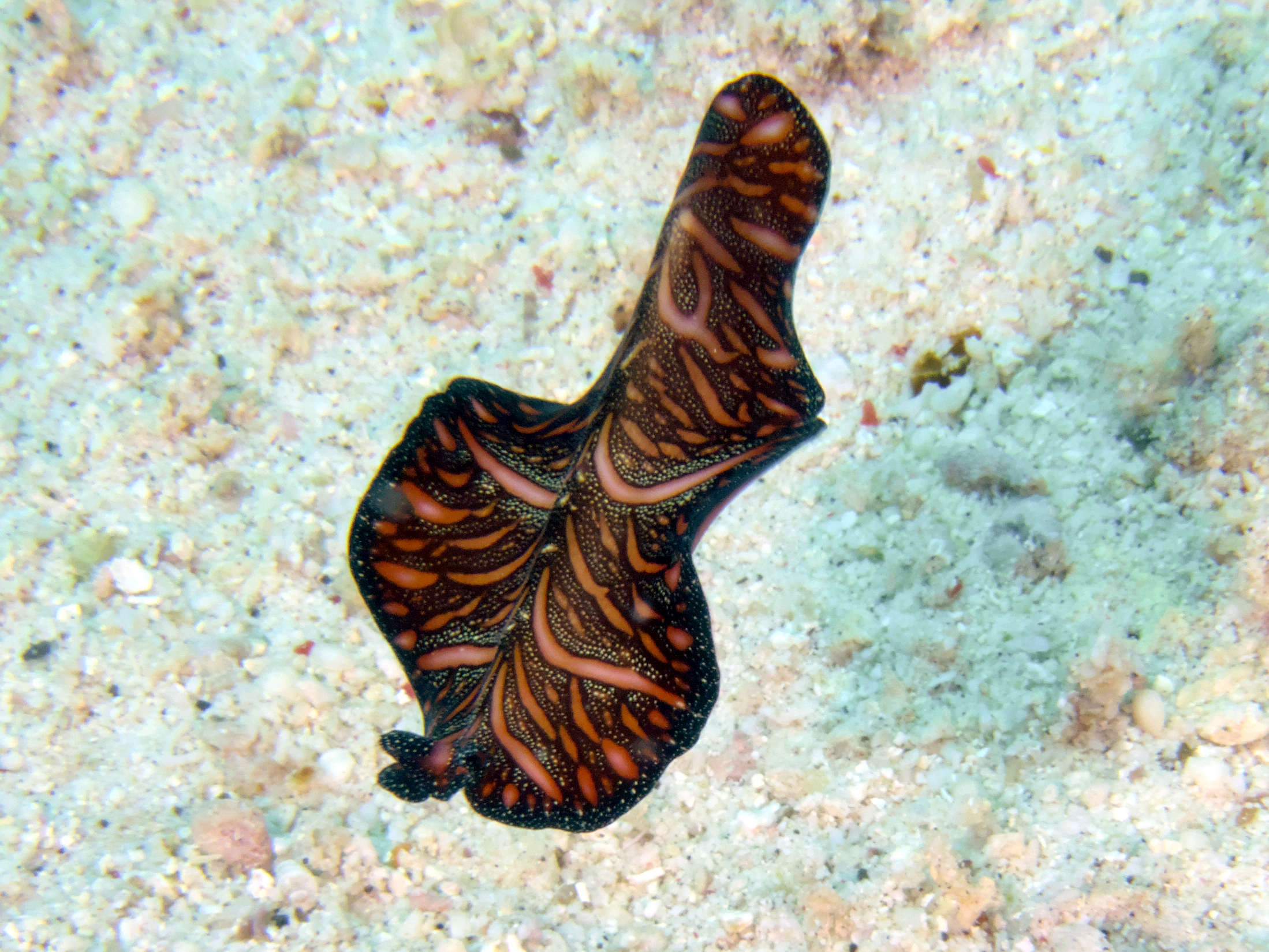 Persian Carpet Flatworm - Pseudobiceros bedfordi