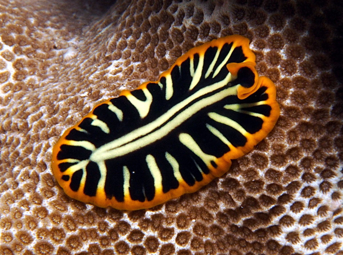 Tiger Flatworm - Pseudobiceros cf. dimidiatus