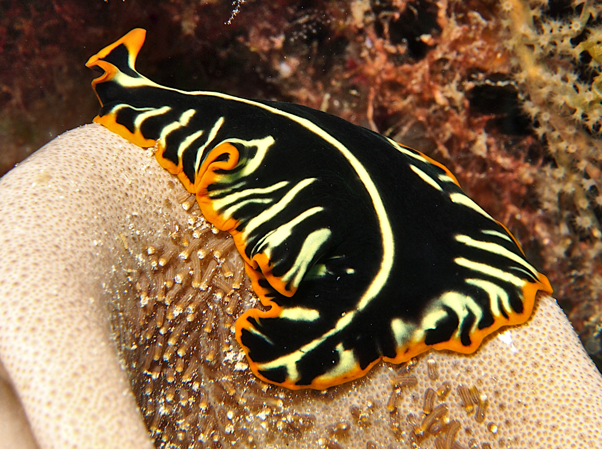 Tiger Flatworm - Pseudobiceros cf. dimidiatus