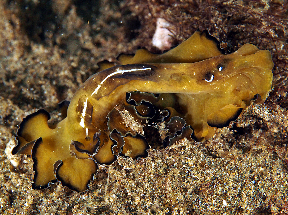 Flowers' Flatworm - Pseudobiceros flowersi - Anilao, Philippines