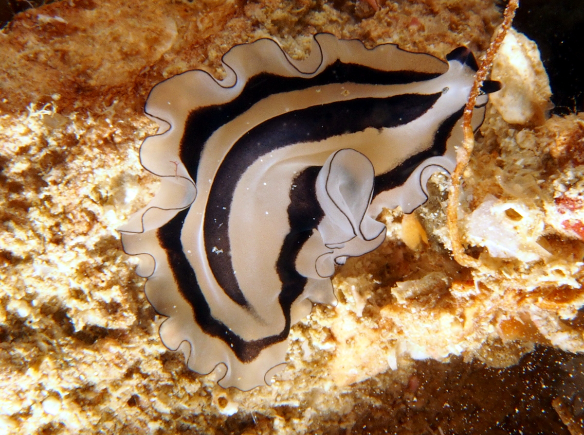 Pleasing Flatworm - Pseudobiceros gratus - Fiji