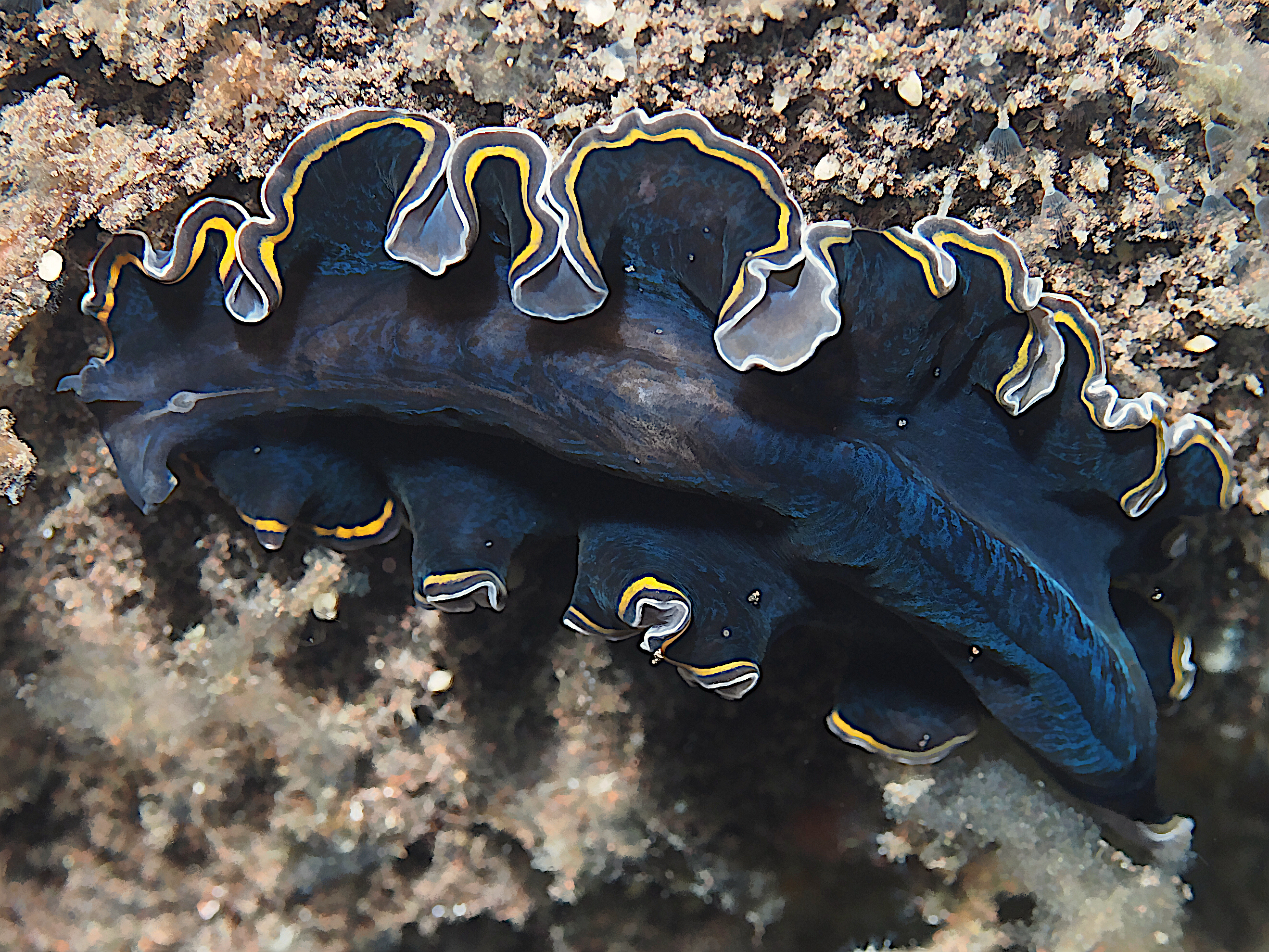 hancock's Flatworm - Pseudobiceros hancockanus