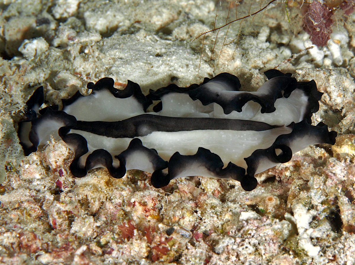 Pseudobiceros sp. 1 - Pseudobiceros sp. 1 - Wakatobi, Indonesia