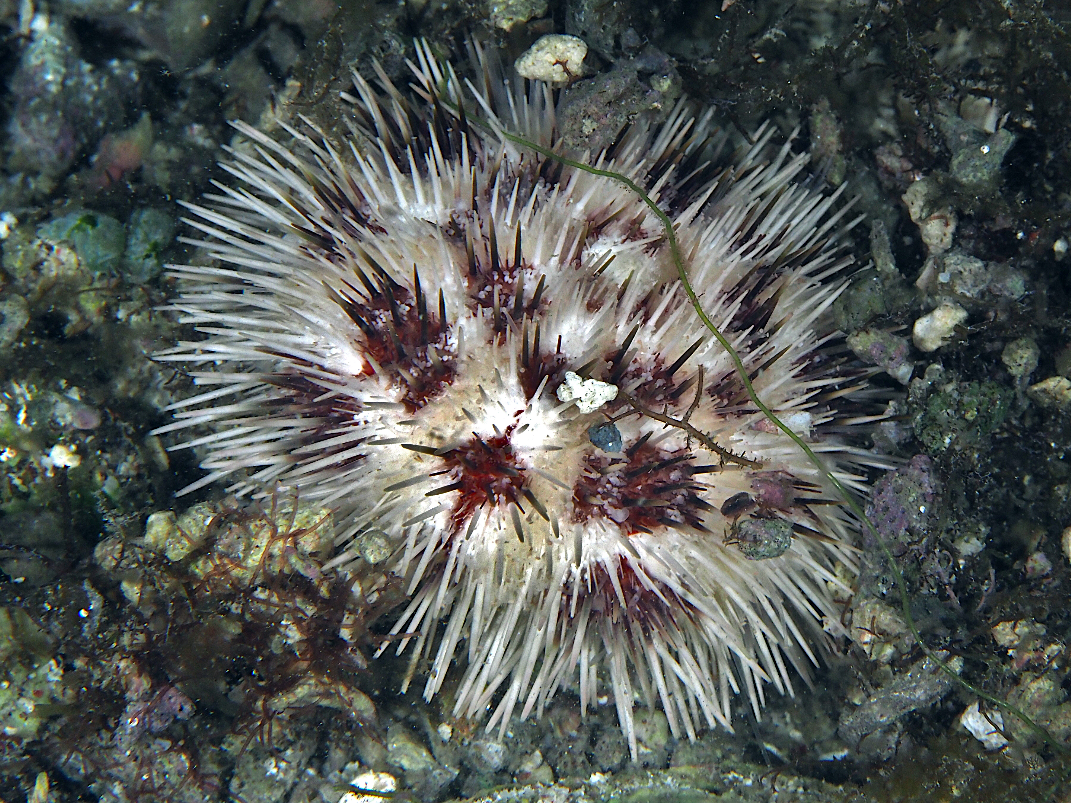 Stained Urchin - Pseudoboletia maculata - Komodo, Indonesia