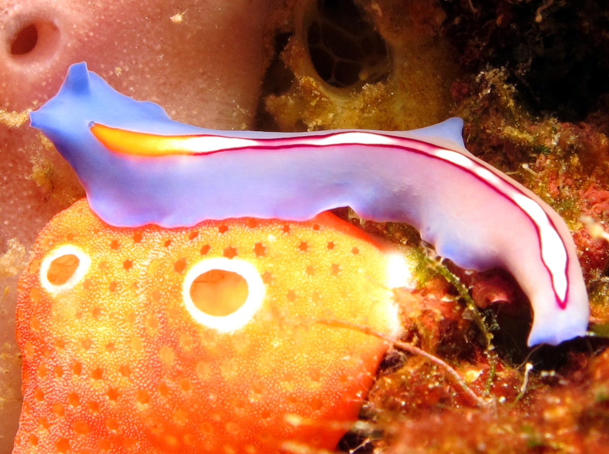 Racing Stripe Flatworm - Pseudoceros liparus