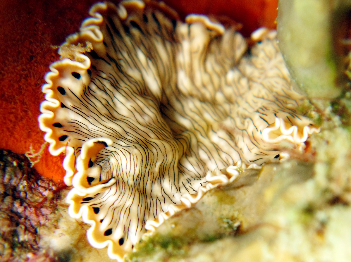 Lined Flatworm - Prostheceraeus crozieri