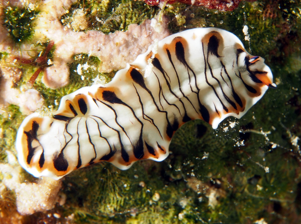 Lined Flatworm - Prostheceraeus crozieri