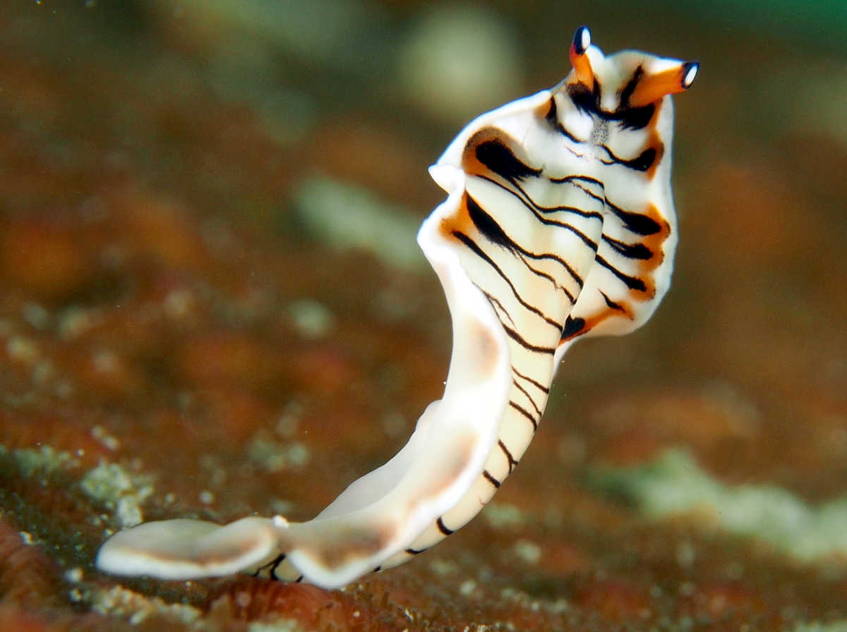 Lined Flatworm - Prostheceraeus crozieri