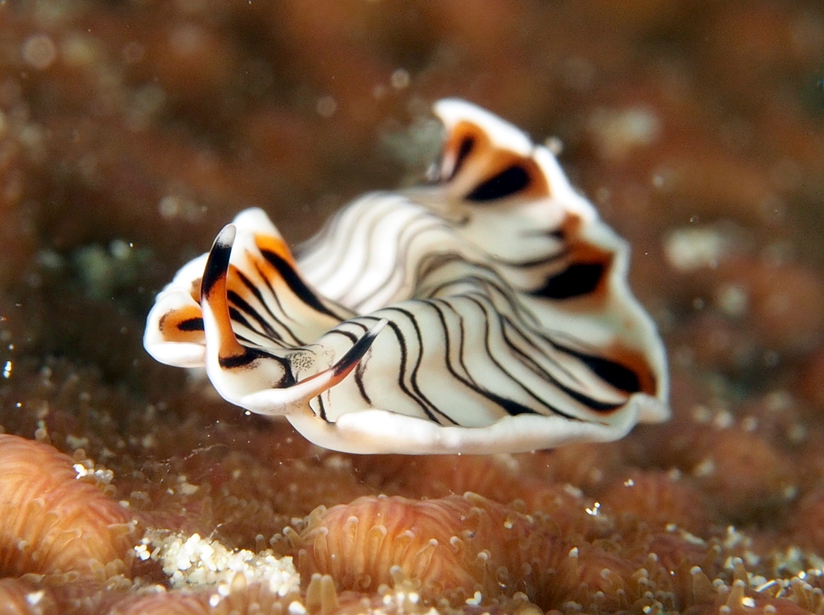 Lined Flatworm - Prostheceraeus crozieri