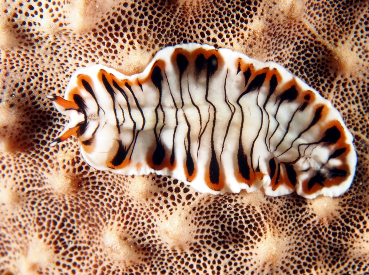 Lined Flatworm - Prostheceraeus crozieri