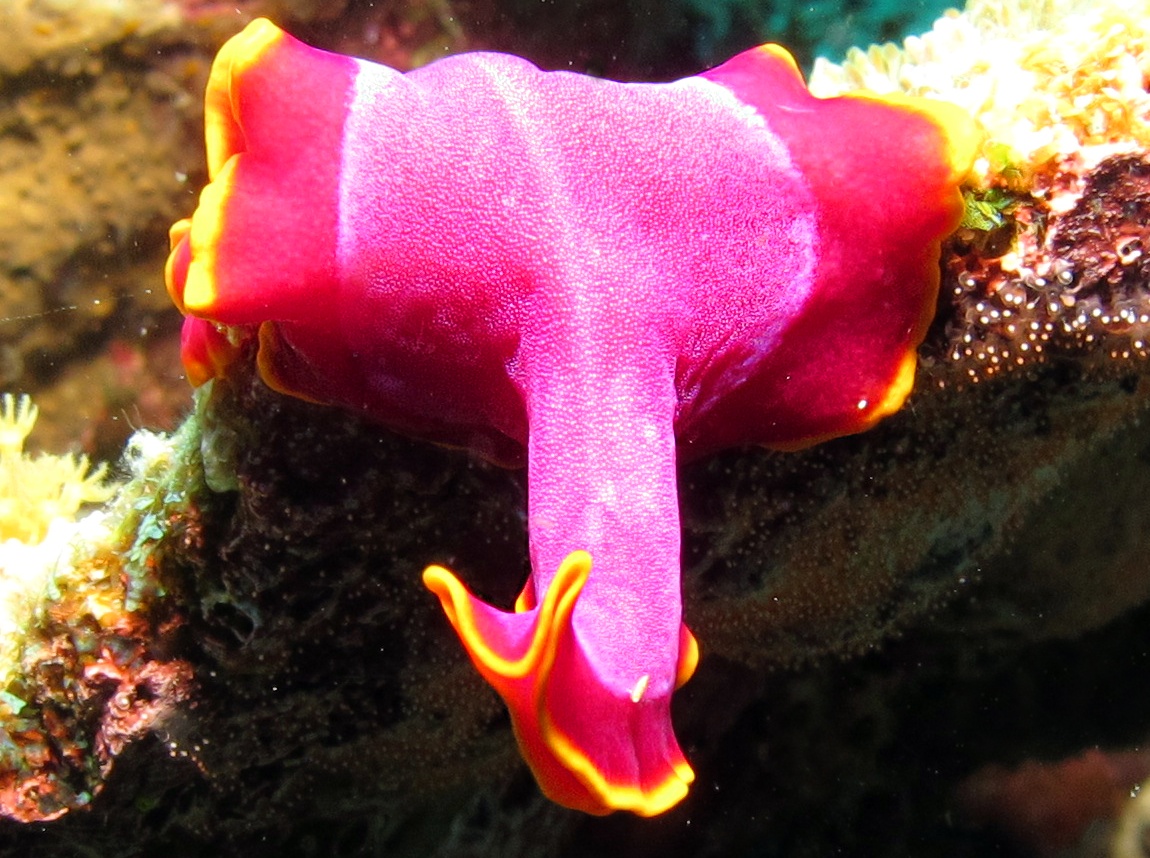 Fuchsia Flatworm - Pseudoceros ferrugineus