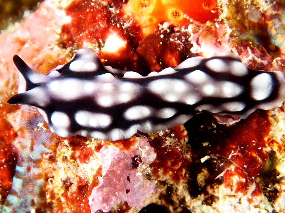 Mimic Flatworm - Pseudoceros imitatus - Fiji