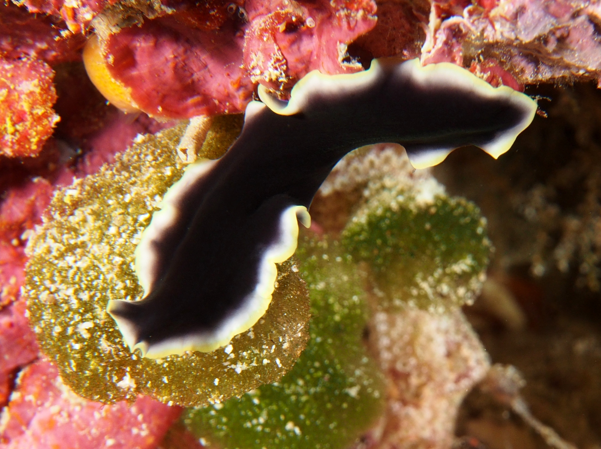 Prudhoe's Flatworm - Pseudoceros prudhoei - Wakatobi, Indonesia