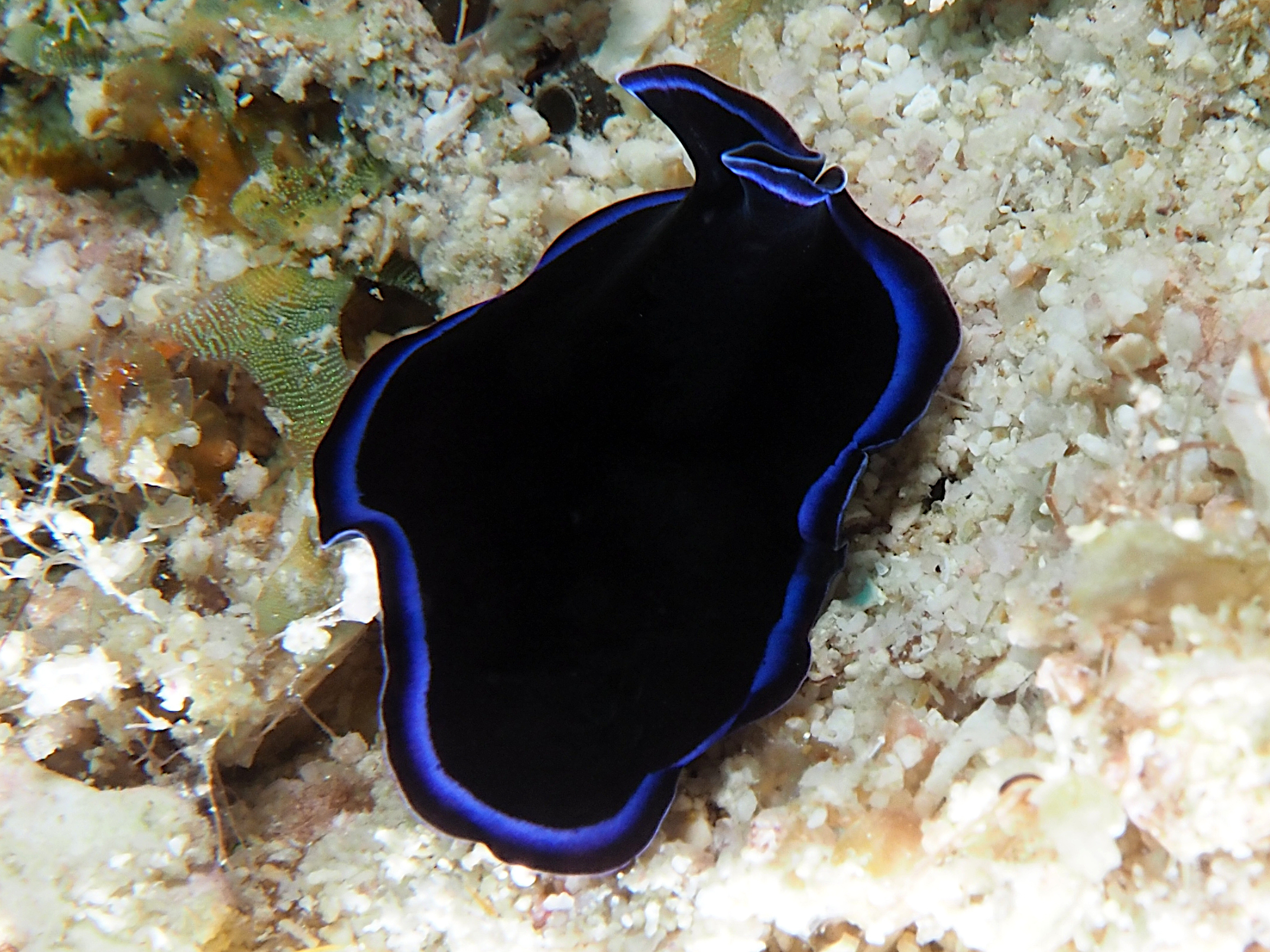 Sapphire Flatworm - Pseudoceros sapphirinus
