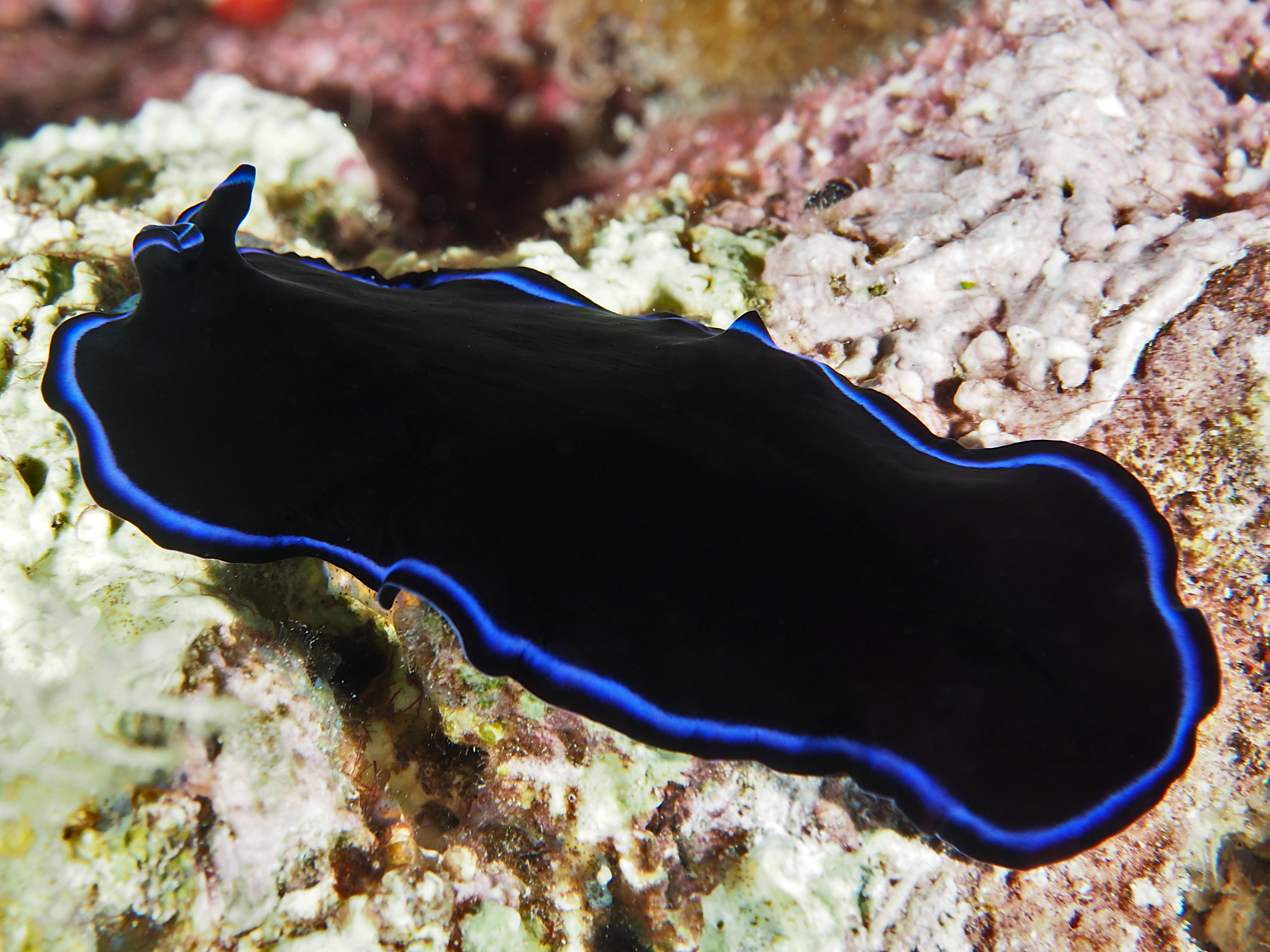 Sapphire Flatworm - Pseudoceros sapphirinus