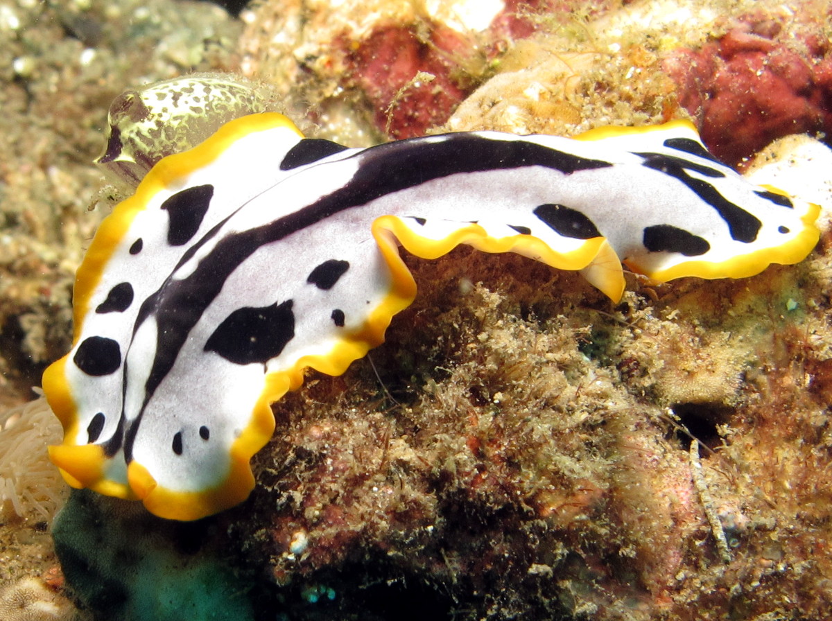 Script Flatworm - Pseudoceros scriptus